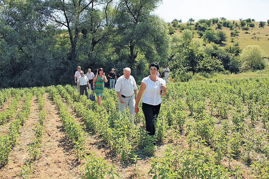 Есма Халілова знайомить гостей кооперативу з можливостями вирощування лікарських трав на присадибних ділянках. Фото автора